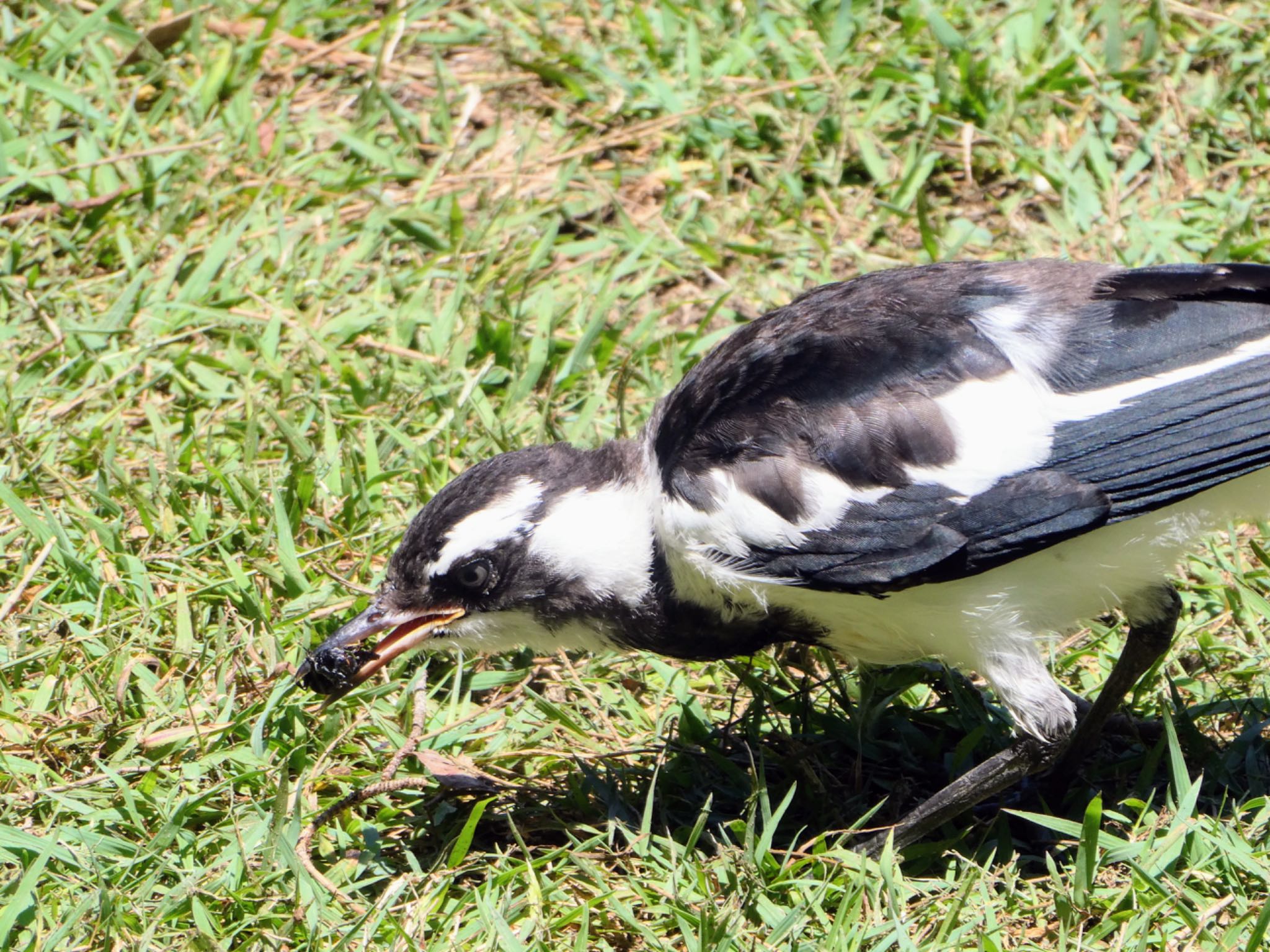 Photo of Magpie-lark at Lane Cove National Park, NSW, Australia by Maki