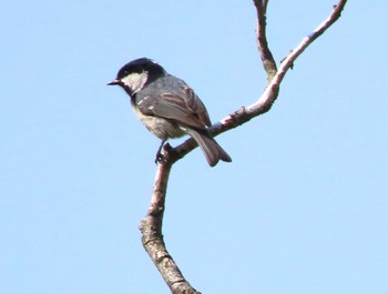 ヒガラ 長野山緑地公園 2022年5月8日(日)