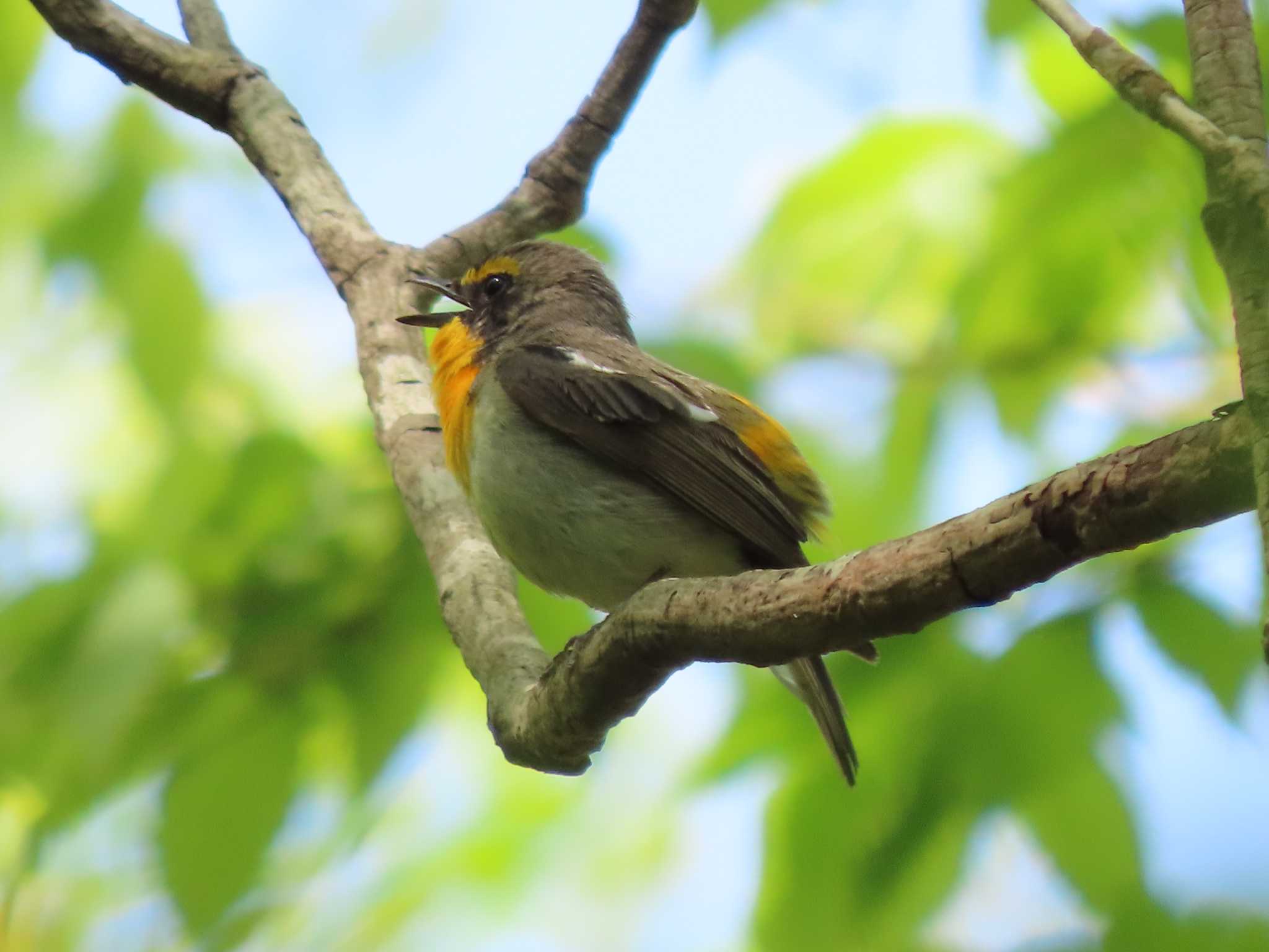 Photo of Narcissus Flycatcher at 長野山緑地公園 by みそっち