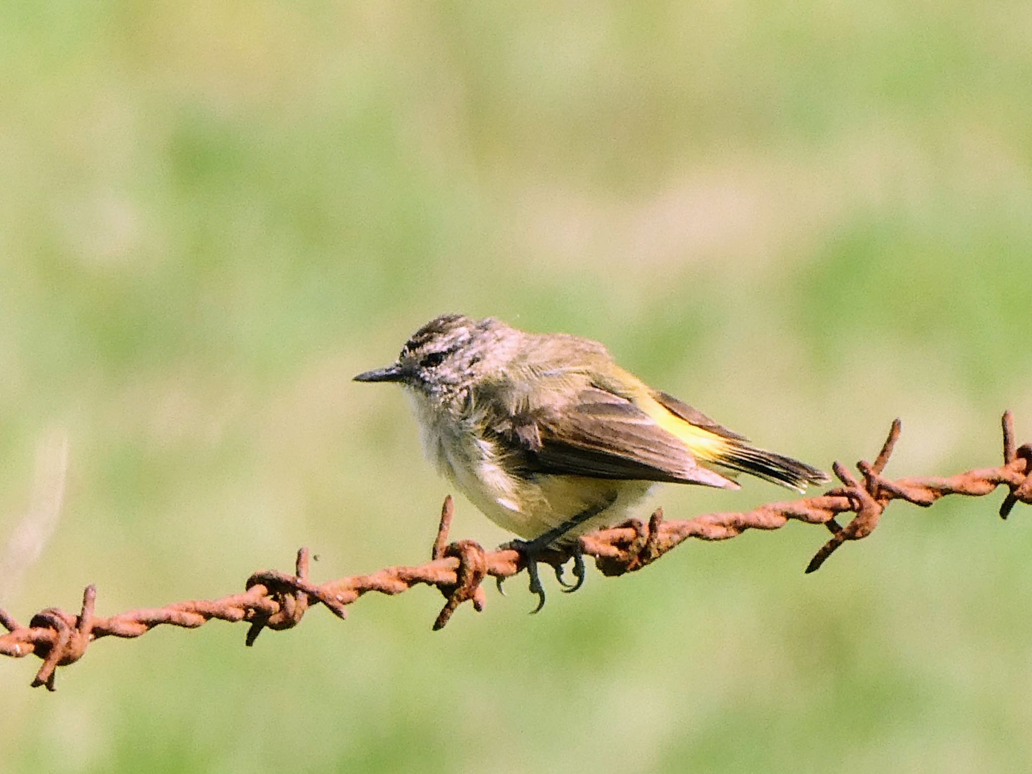 Photo of Yellow-rumped Thornbill at Bushells Lagoon, NSW, Australia by Maki