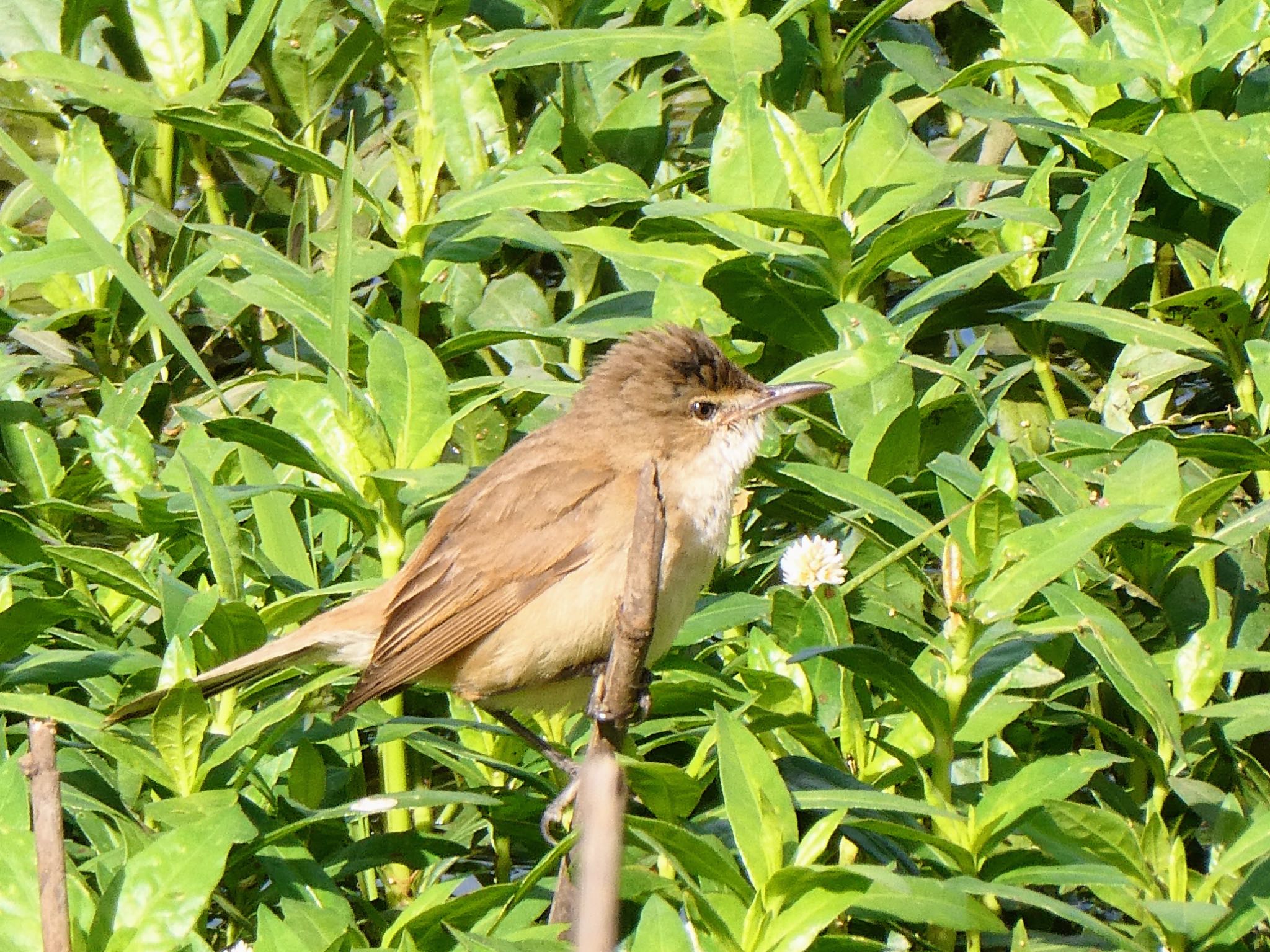 Photo of Australian Reed Warbler at Bushells Lagoon, NSW, Australia by Maki