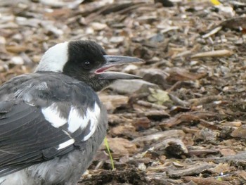 Australian Magpie Royal Botanic Gardens Sydney Tue, 11/30/2021