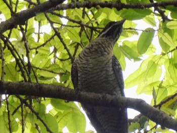 Pacific Koel Royal Botanic Gardens Sydney Tue, 11/30/2021