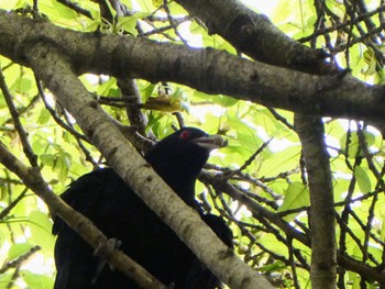 Pacific Koel Royal Botanic Gardens Sydney Tue, 11/30/2021