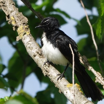 Willie Wagtail Bushells Lagoon, NSW, Australia Sun, 11/14/2021