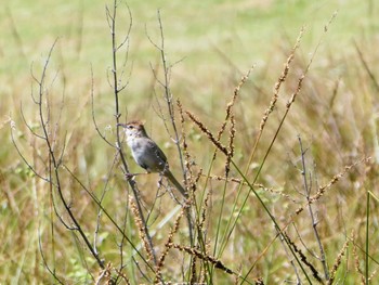 ズアカオオセッカ Central Coast Wetlands, NSW, Australua 2021年11月6日(土)