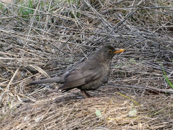 Common Blackbird Bushells Lagoon, NSW, Australia Sun, 11/14/2021