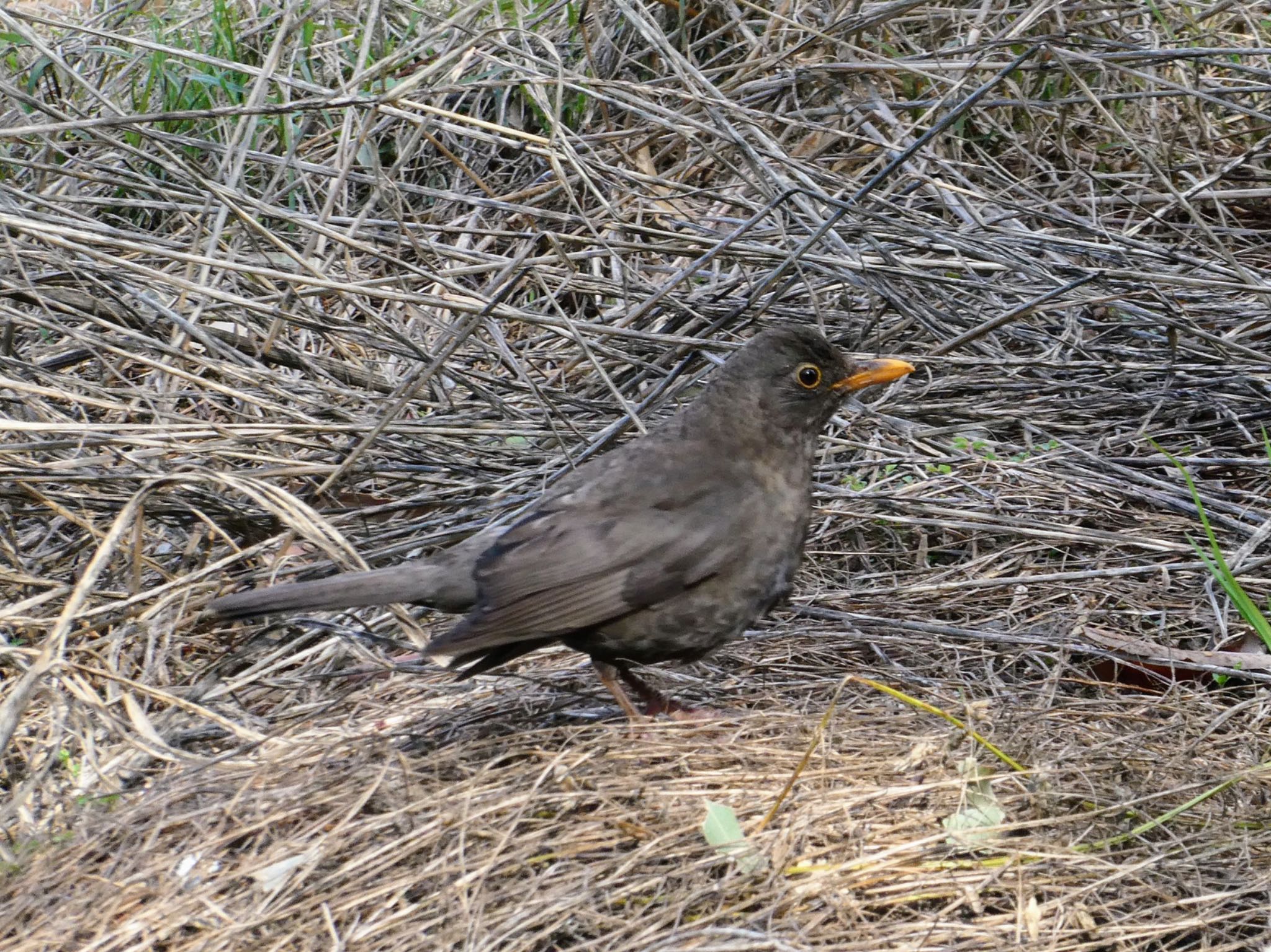 Photo of Common Blackbird at Bushells Lagoon, NSW, Australia by Maki