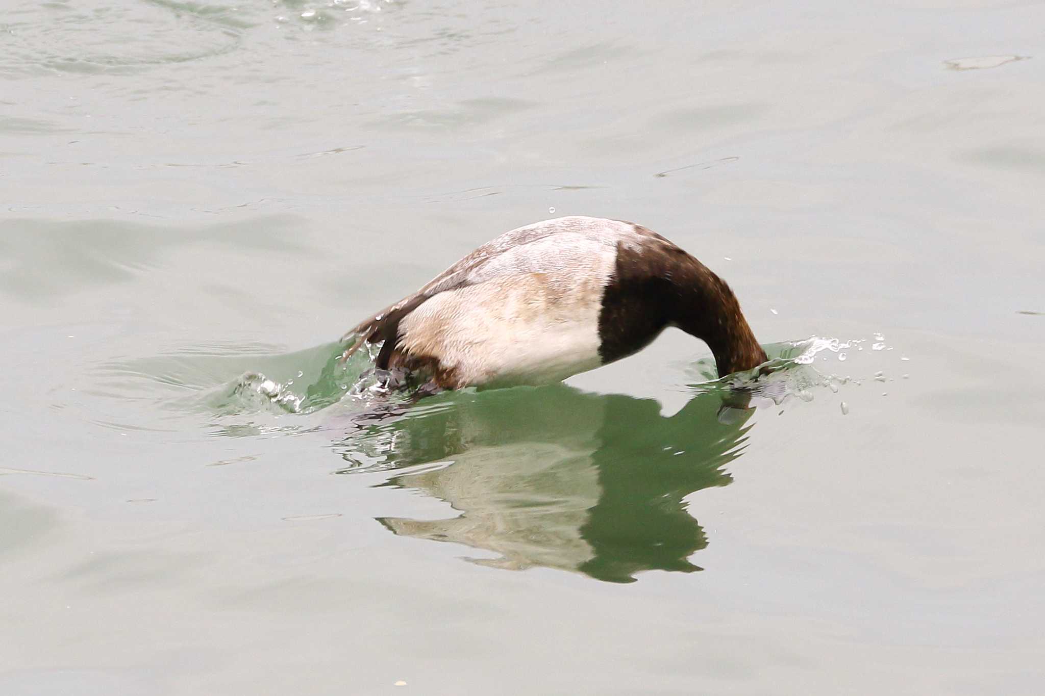 Photo of Greater Scaup at 四日市港 by 髙木隆通
