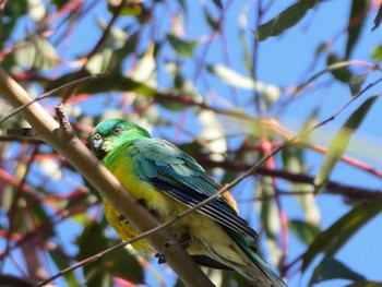 ビセイインコ Central Coast Wetlands, NSW, Australua 2021年11月6日(土)