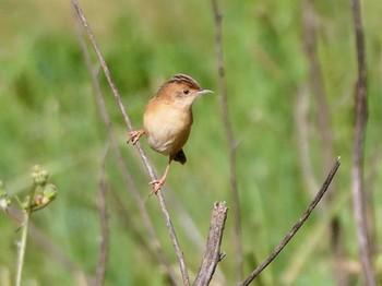 Golden-headed Cisticola Bushells Lagoon, NSW, Australia Sun, 11/14/2021