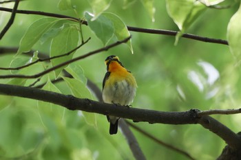 キビタキ 大阪城公園 2022年5月8日(日)