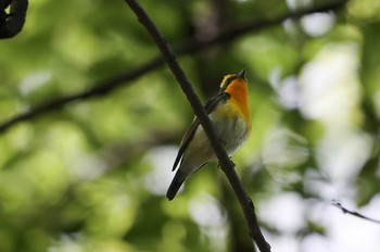 キビタキ 大阪城公園 2022年5月8日(日)