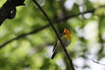 キビタキ 大阪城公園 2022年5月8日(日)