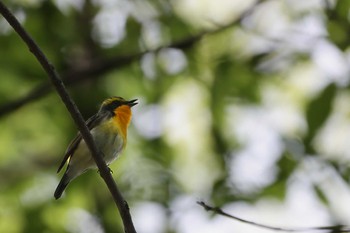 キビタキ 大阪城公園 2022年5月8日(日)