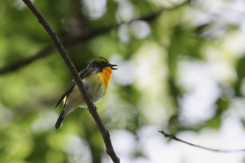 キビタキ 大阪城公園 2022年5月8日(日)