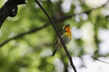 キビタキ 大阪城公園 2022年5月8日(日)