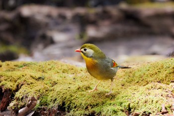 ソウシチョウ 柳沢峠 2022年4月30日(土)