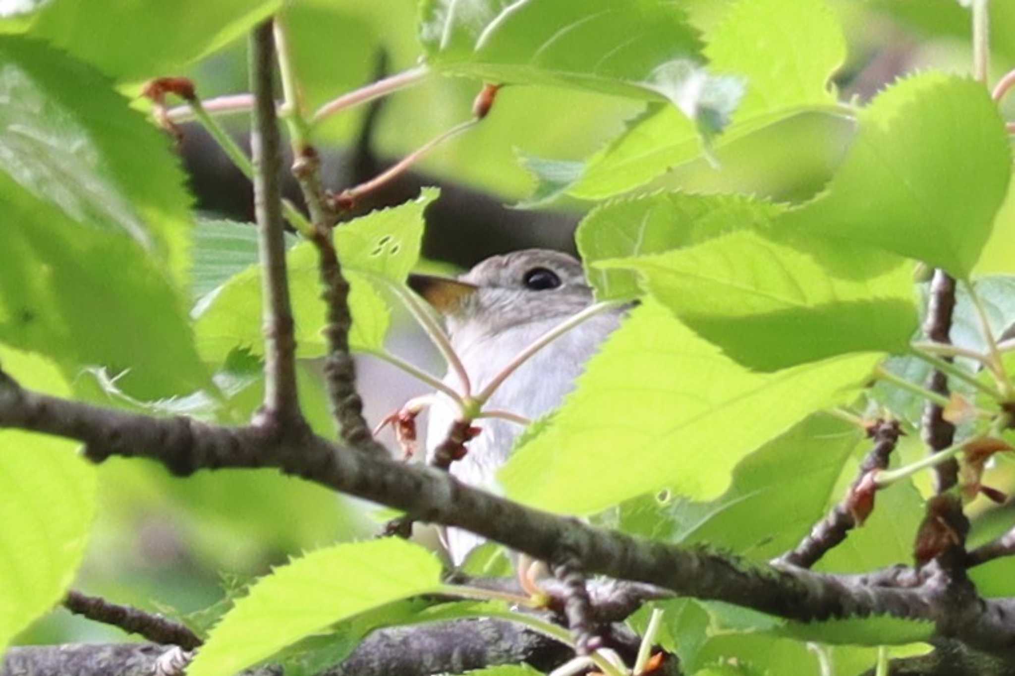 山梨県 コサメビタキの写真 by うめじろう