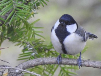 2022年4月30日(土) 音更町 音更神社の野鳥観察記録