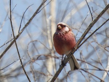 2022年5月5日(木) 音更町 自宅近くの野鳥観察記録