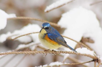 Red-flanked Bluetail 瀬戸市役所 Wed, 3/11/2015