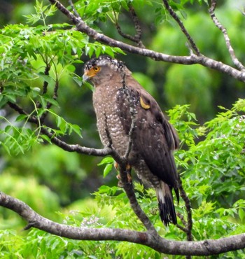 Crested Serpent Eagle Unknown Spots Sat, 3/26/2022
