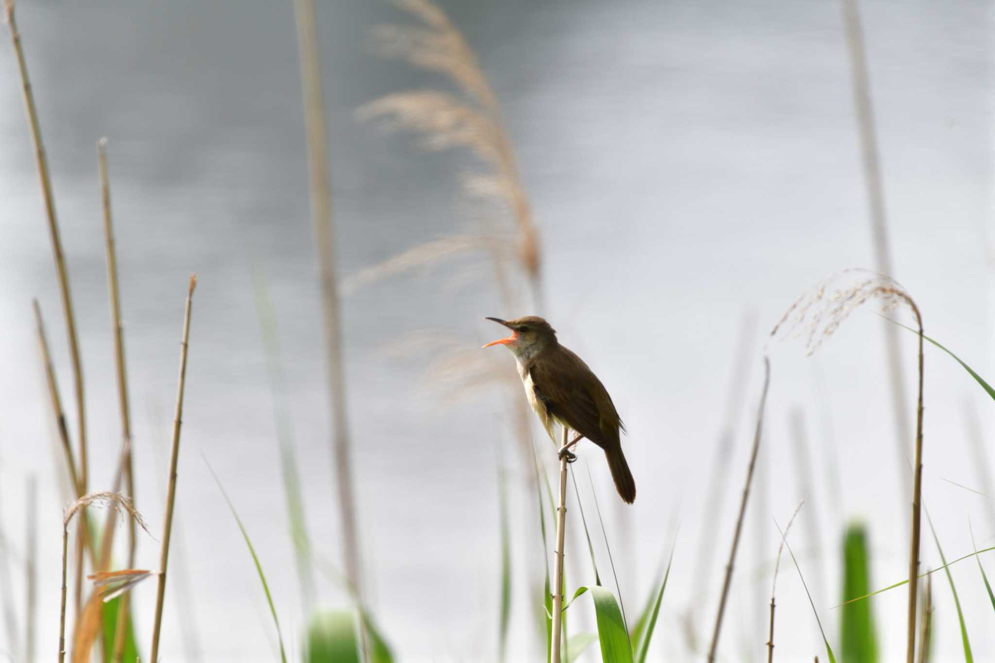 長浜公園 オオヨシキリの写真 by やなさん