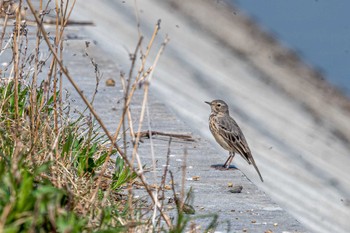 Water Pipit 皿池(明石市大久保町) Sun, 4/10/2022