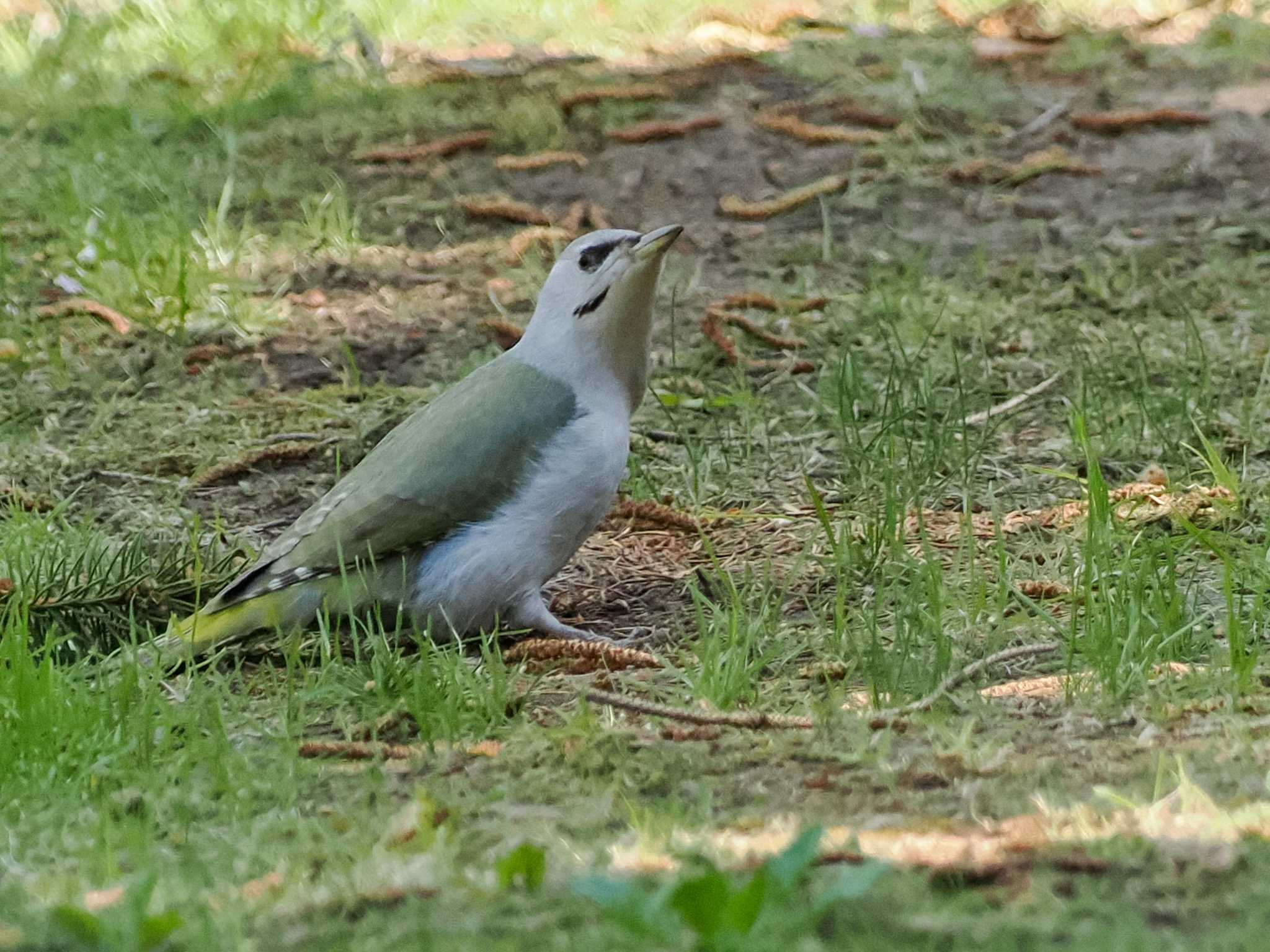 ヤマゲラ