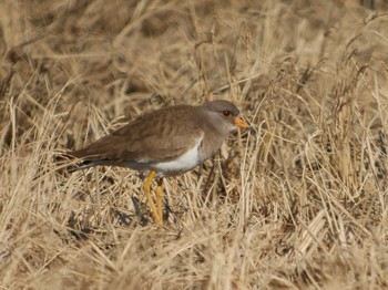 Grey-headed Lapwing 新川耕地 Tue, 12/5/2017