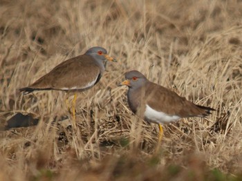 Grey-headed Lapwing 新川耕地 Tue, 12/5/2017