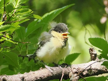 シジュウカラ 大泉緑地 2022年5月5日(木)