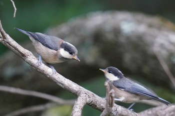 2022年5月10日(火) 楽山公園(島根県松江市)の野鳥観察記録