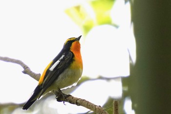 Narcissus Flycatcher Matsue Castle Tue, 5/10/2022