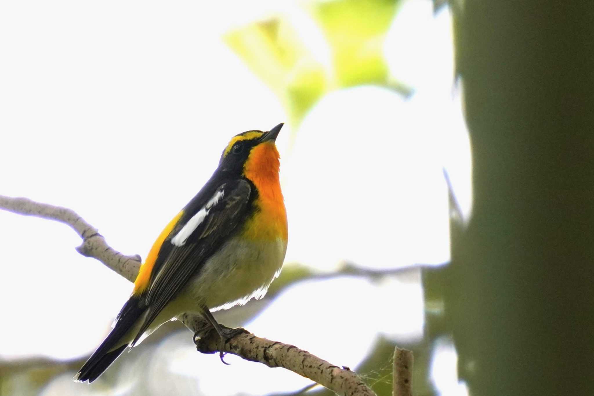 Photo of Narcissus Flycatcher at Matsue Castle by すめし