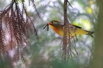 ソウシチョウ 海上の森 2022年5月7日(土)