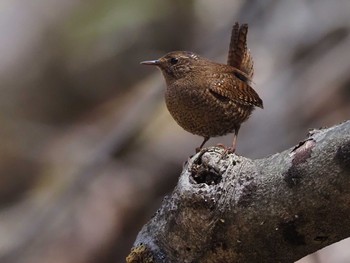 Eurasian Wren 大蔵高丸 Thu, 5/5/2022