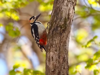 Great Spotted Woodpecker 大蔵高丸 Thu, 5/5/2022