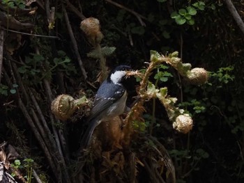 Coal Tit 大蔵高丸 Thu, 5/5/2022