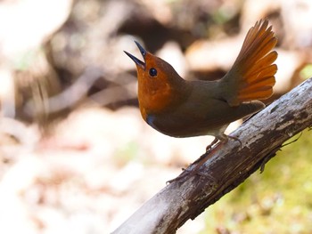 Japanese Robin 大蔵高丸 Thu, 5/5/2022