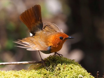 Japanese Robin 大蔵高丸 Thu, 5/5/2022