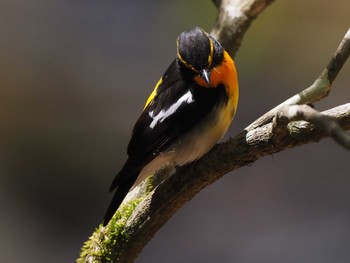 Narcissus Flycatcher 大蔵高丸 Thu, 5/5/2022