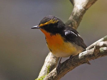 2022年5月5日(木) 大蔵高丸の野鳥観察記録