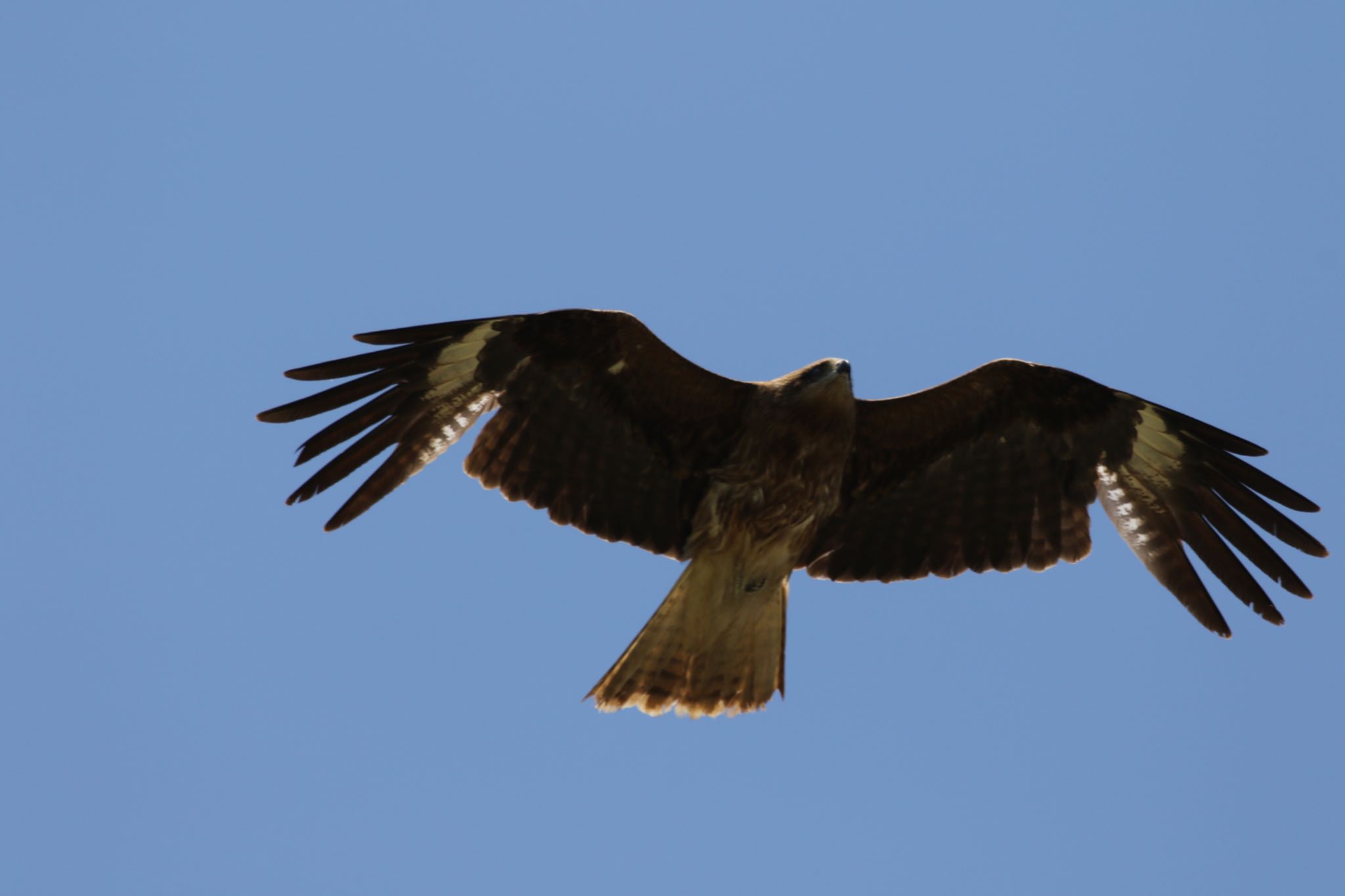 Photo of Black Kite at はまなすの丘公園(石狩市) by will 73