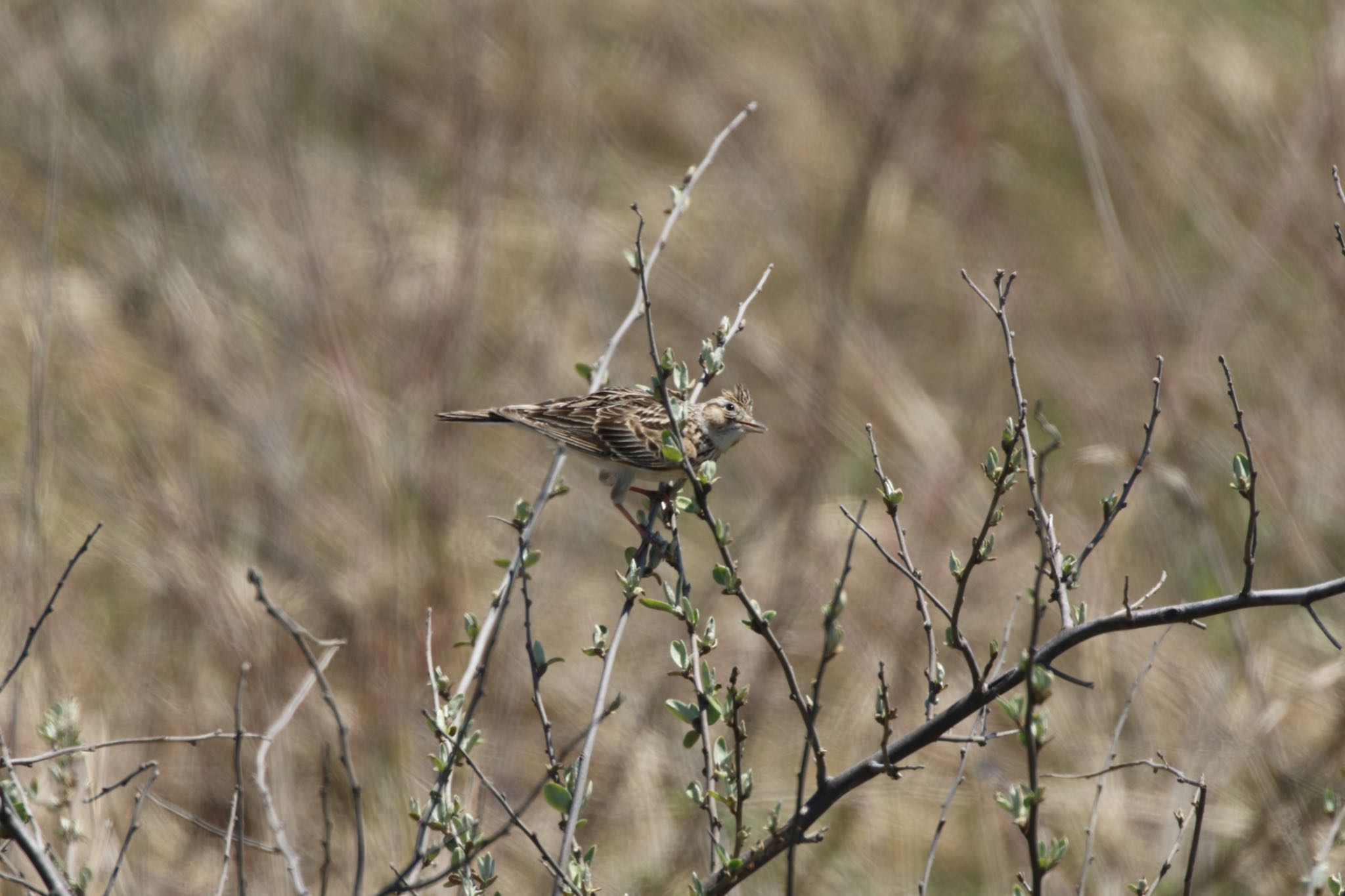 Photo of Eurasian Skylark at はまなすの丘公園(石狩市) by will 73