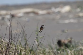 2022年5月10日(火) はまなすの丘公園(石狩市)の野鳥観察記録