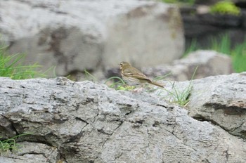 Olive-backed Pipit Hegura Island Sun, 5/1/2022