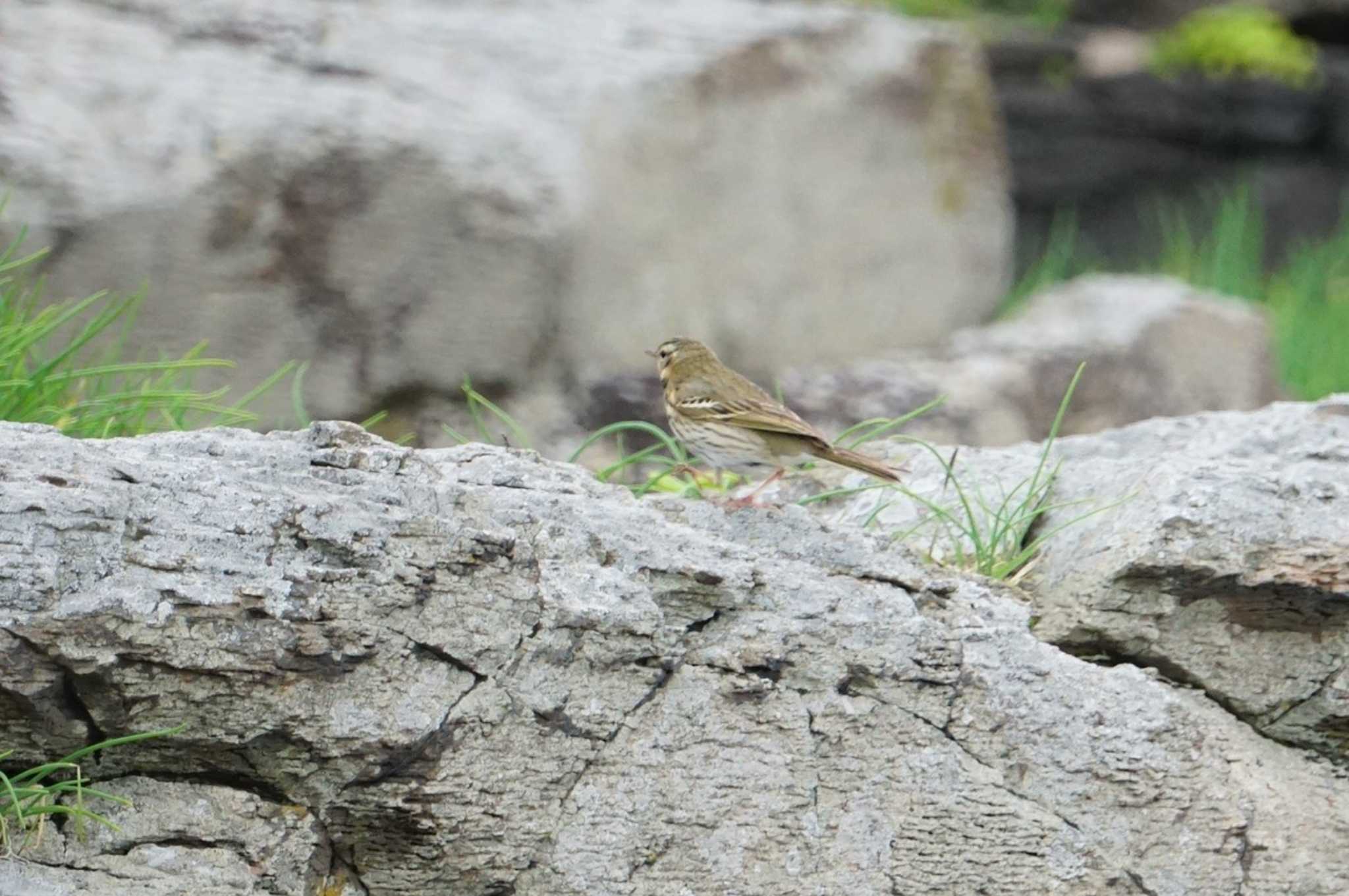 Photo of Olive-backed Pipit at Hegura Island by マル