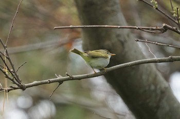 Eastern Crowned Warbler Hegura Island Sun, 5/1/2022